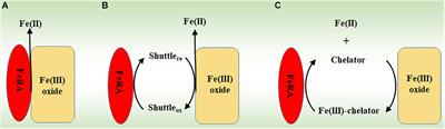 The Proposed Molecular Mechanisms Used by Archaea for Fe(III) Reduction and Fe(II) Oxidation